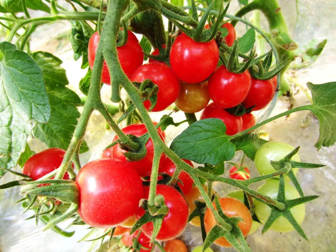 【农技分享】一招教你，西红柿看叶、看花、看果识病害！